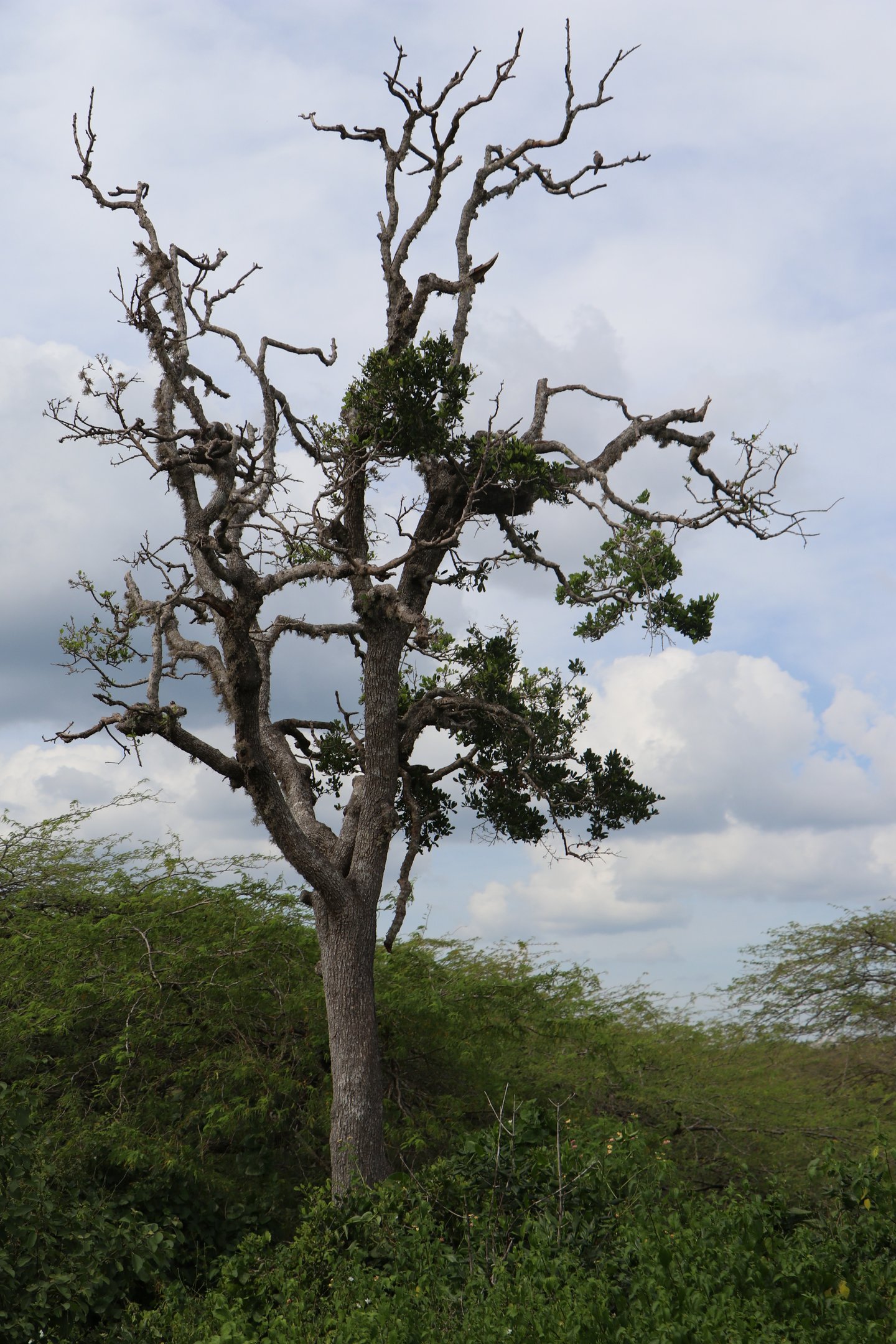 Bundala National Park