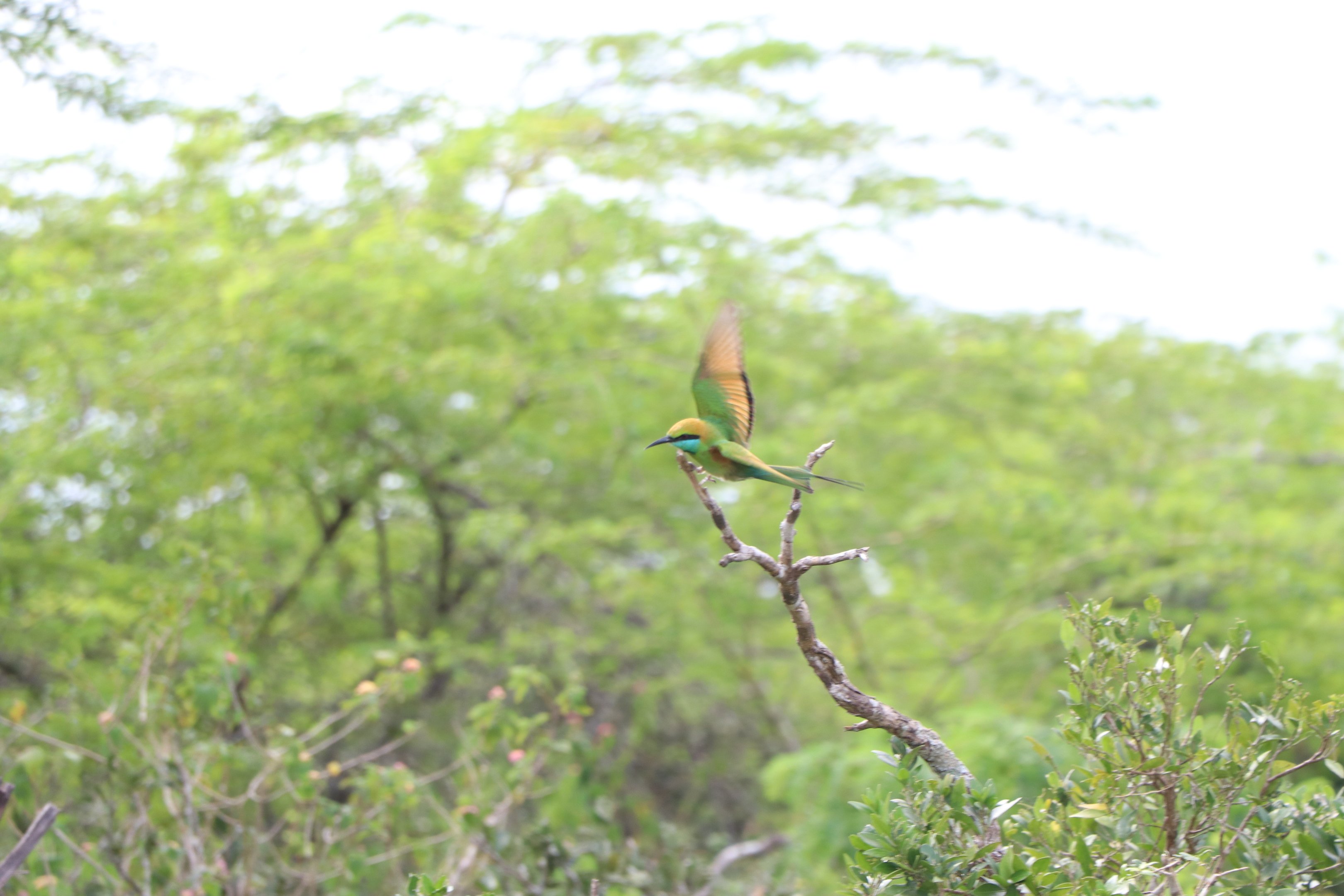 Bundala National Park