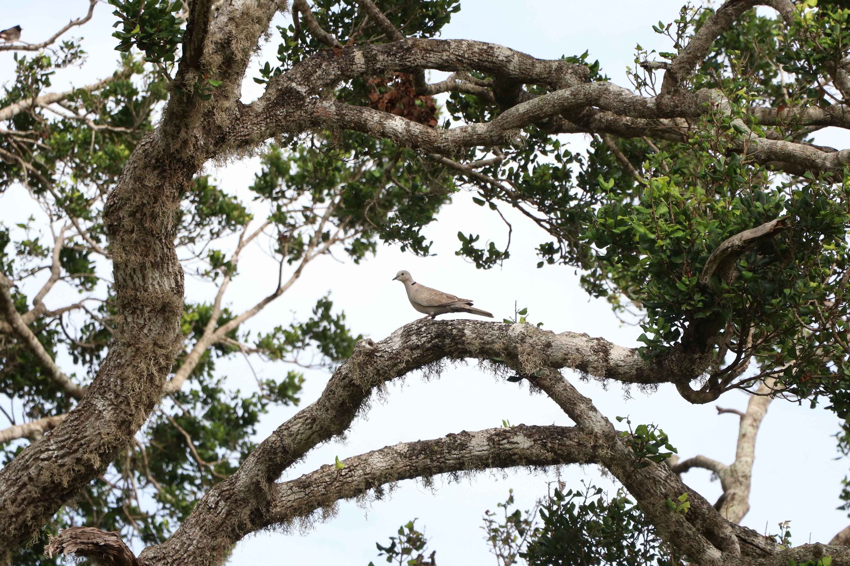 Wildlife at Bundala