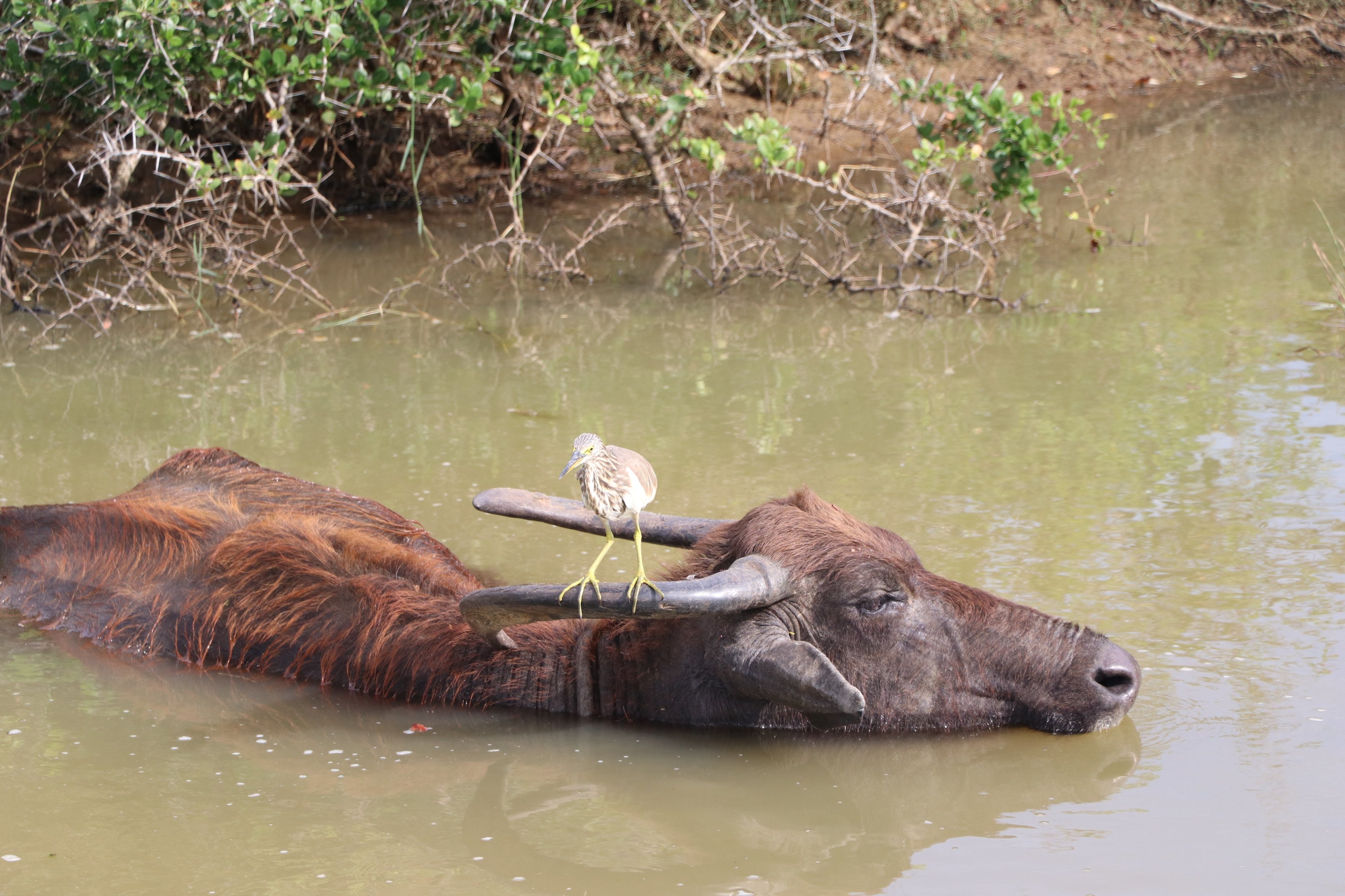 Bundala National Park