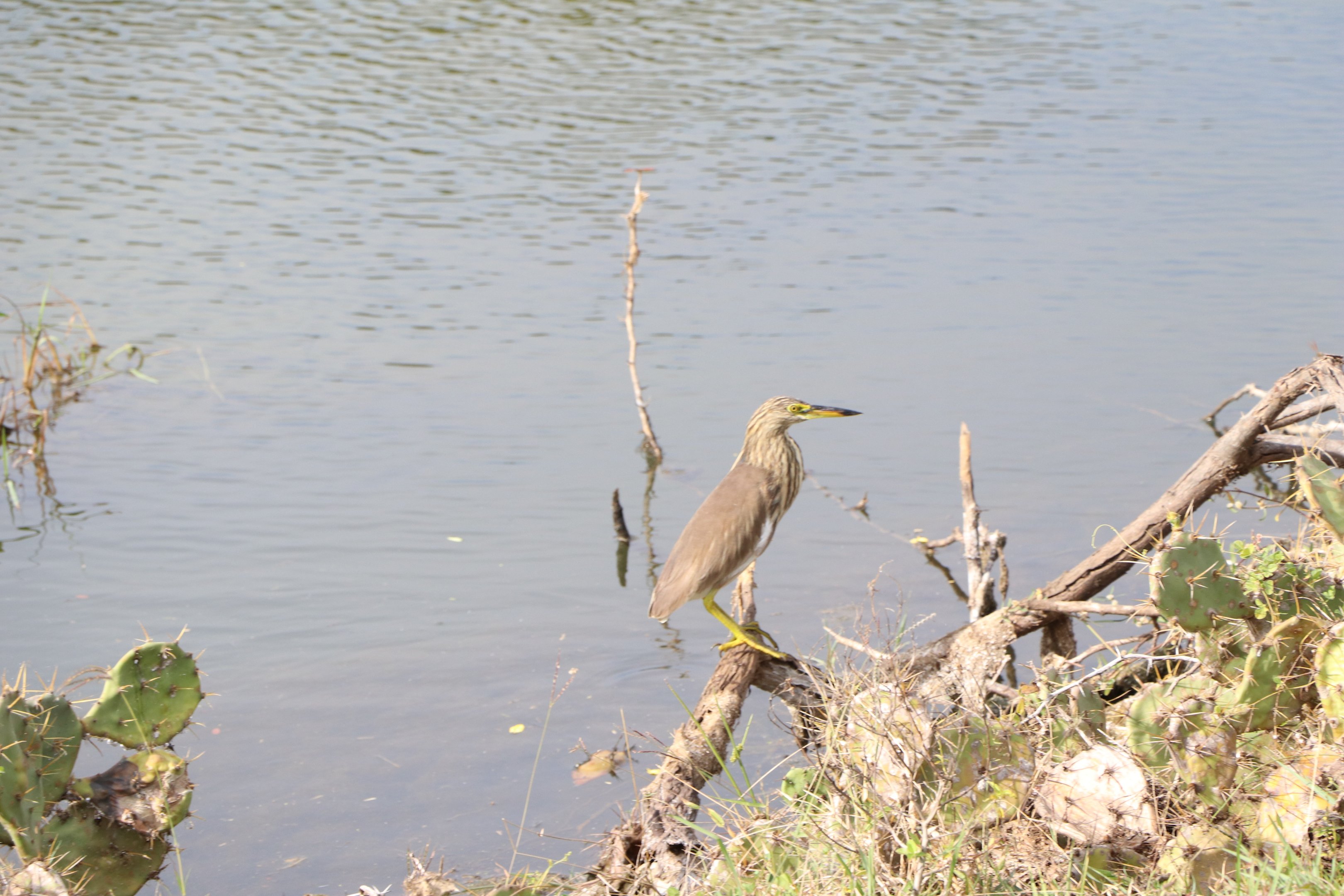 Bundala National Park