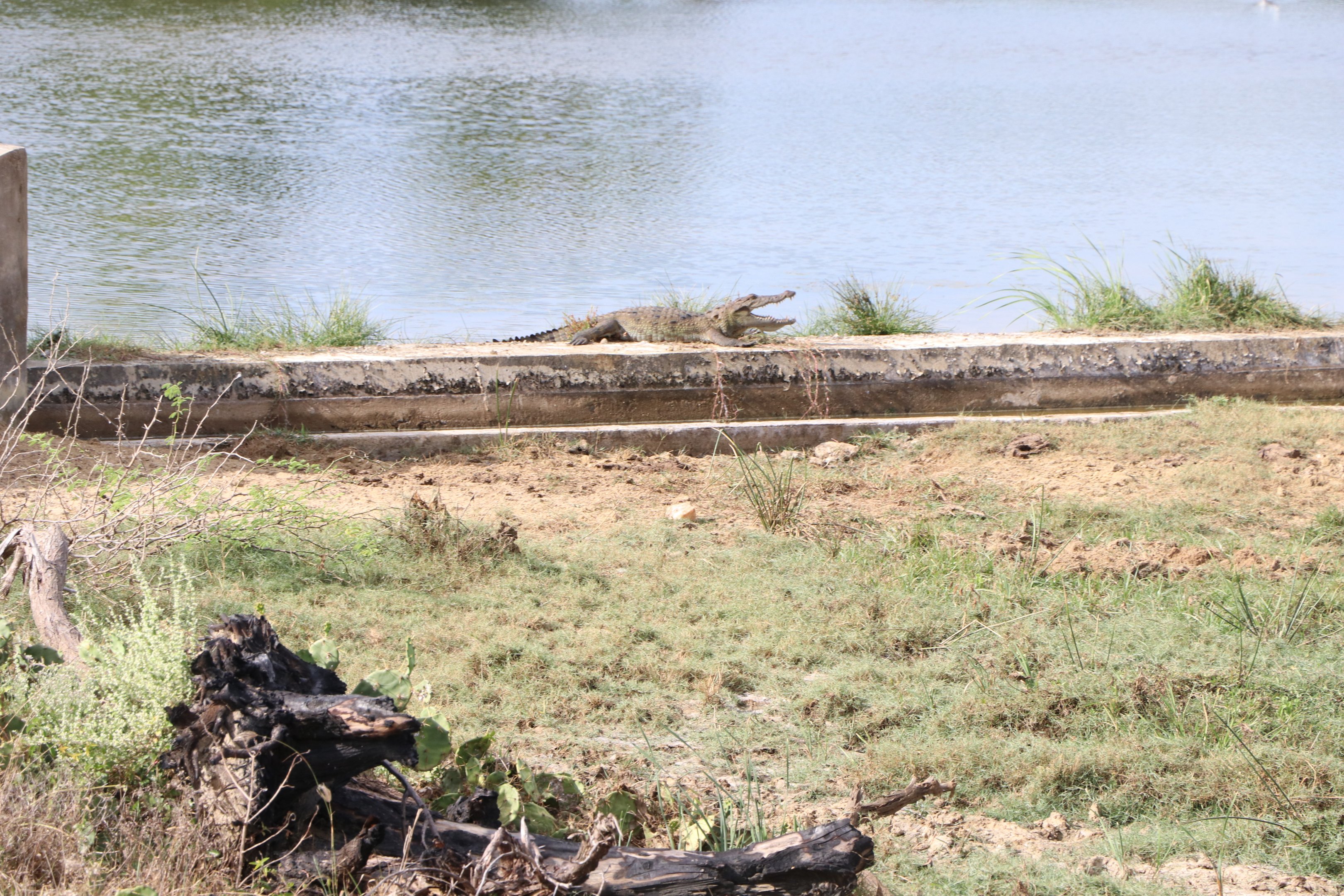Bundala National Park