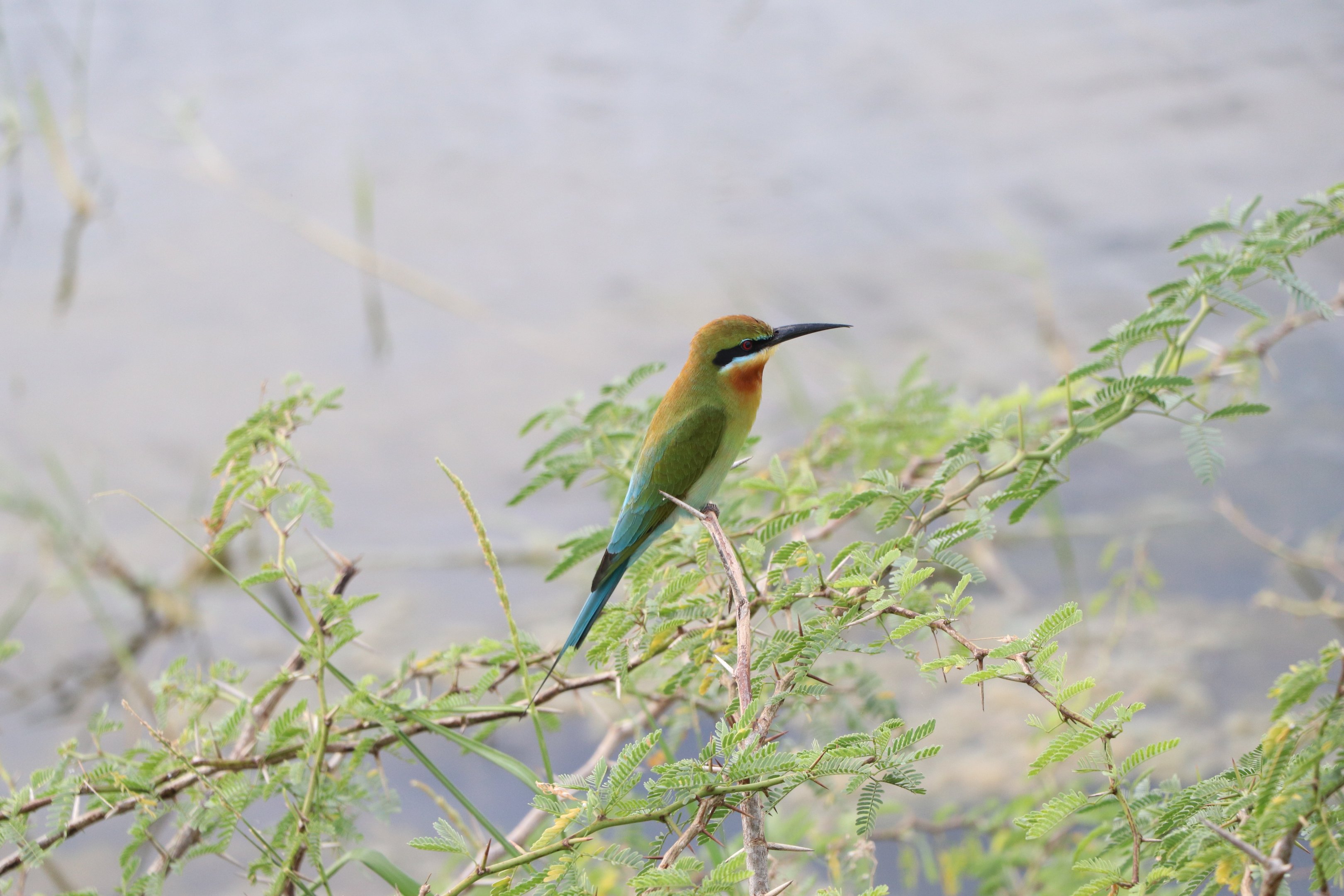 Bird life at Bundala National Park