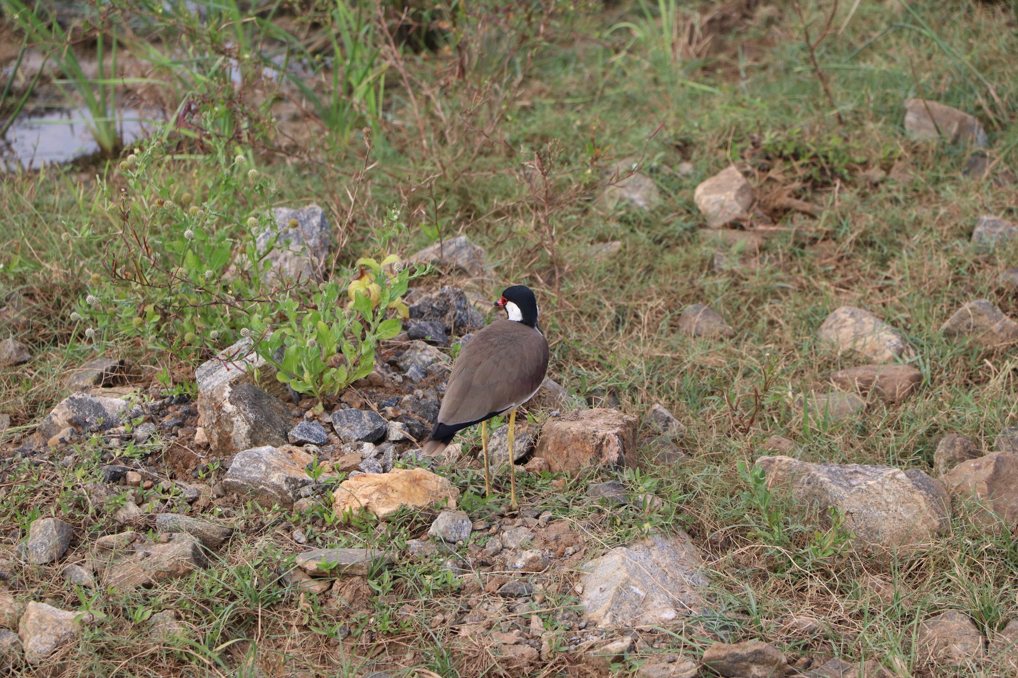 Bundala National Park