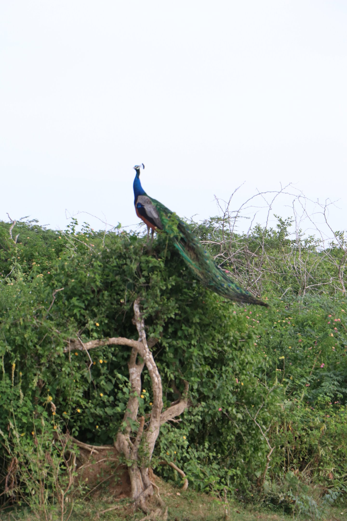 Bundala National Park