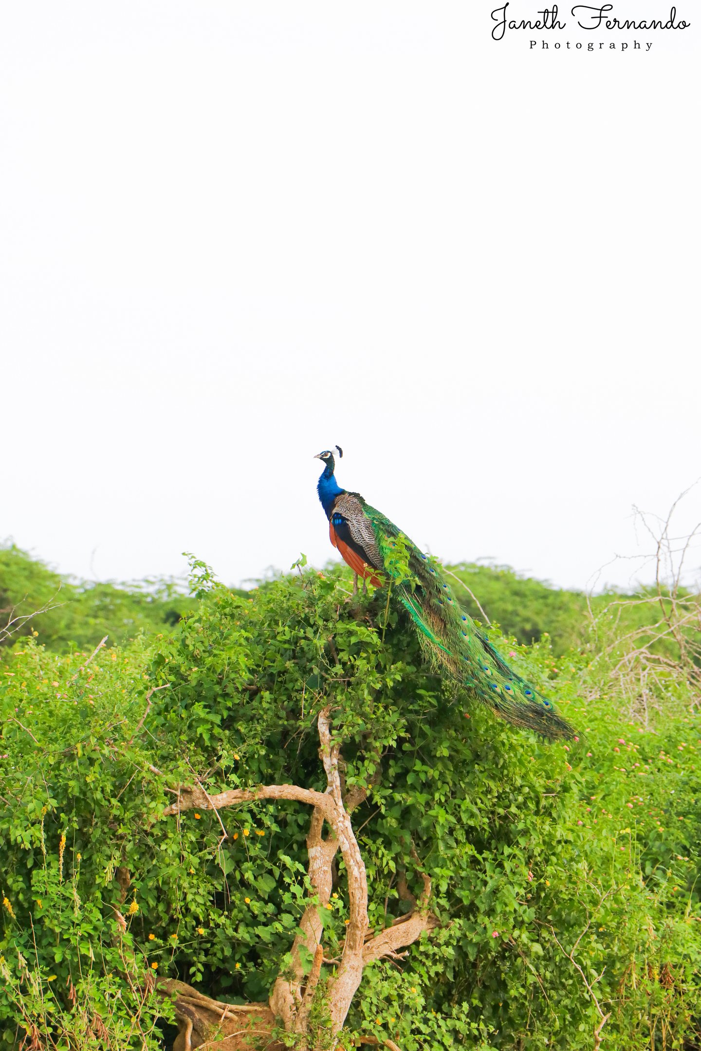 Bundala National Park