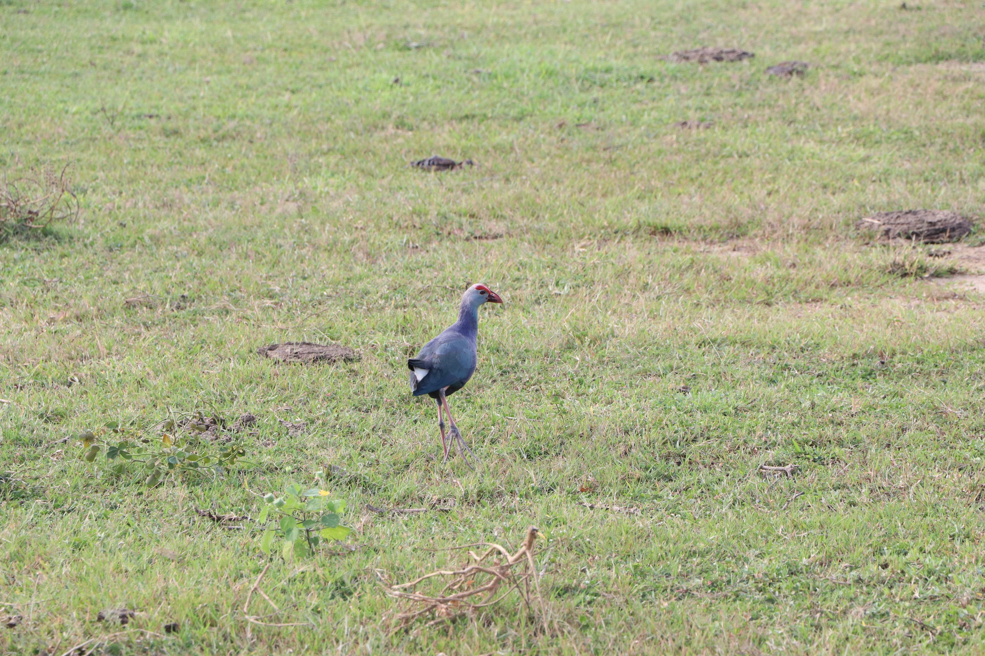 Bundala National Park