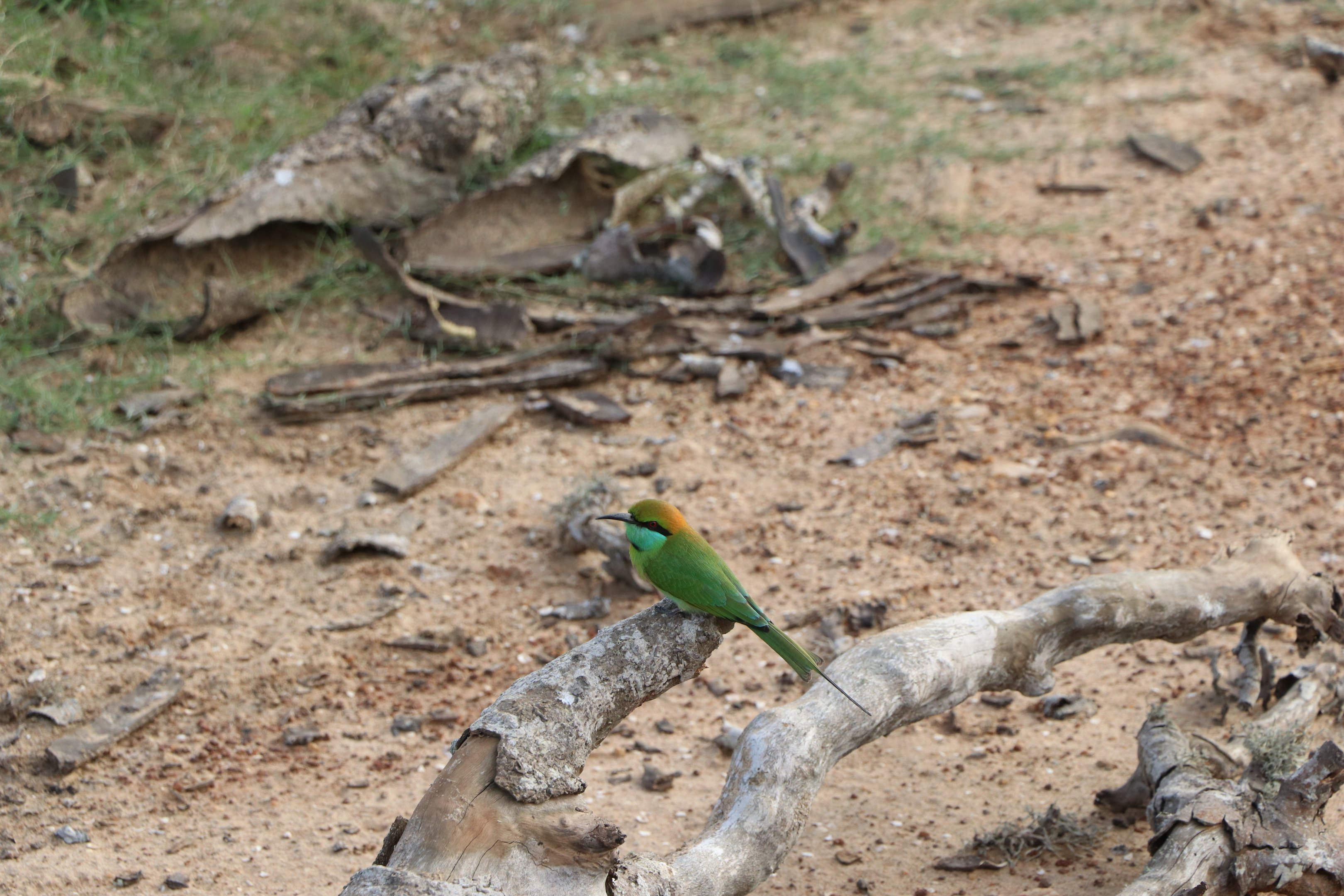 Bundala National Park