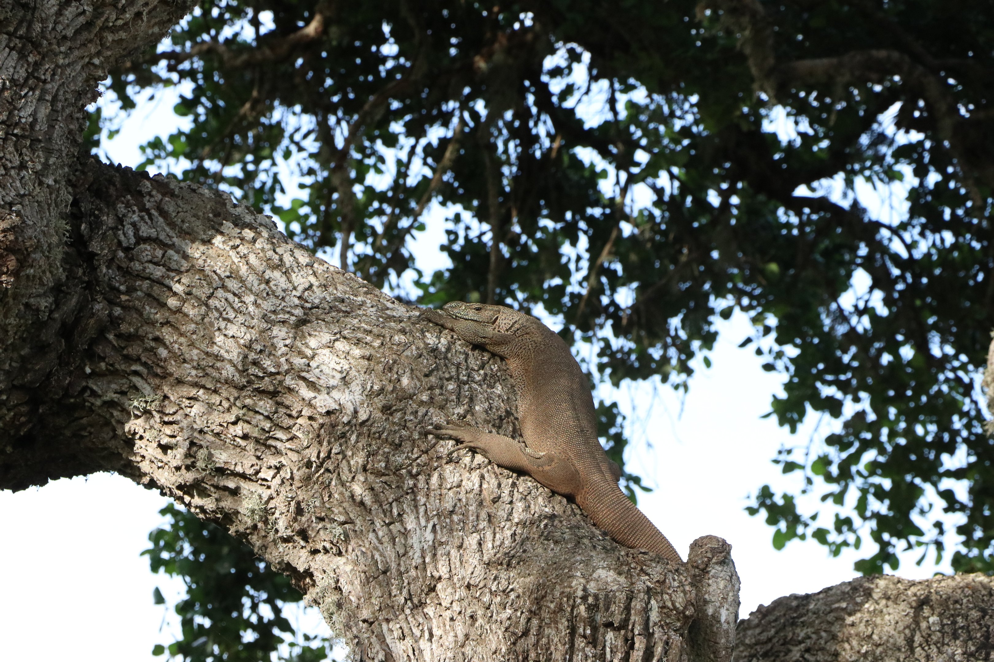 Bundala National Park