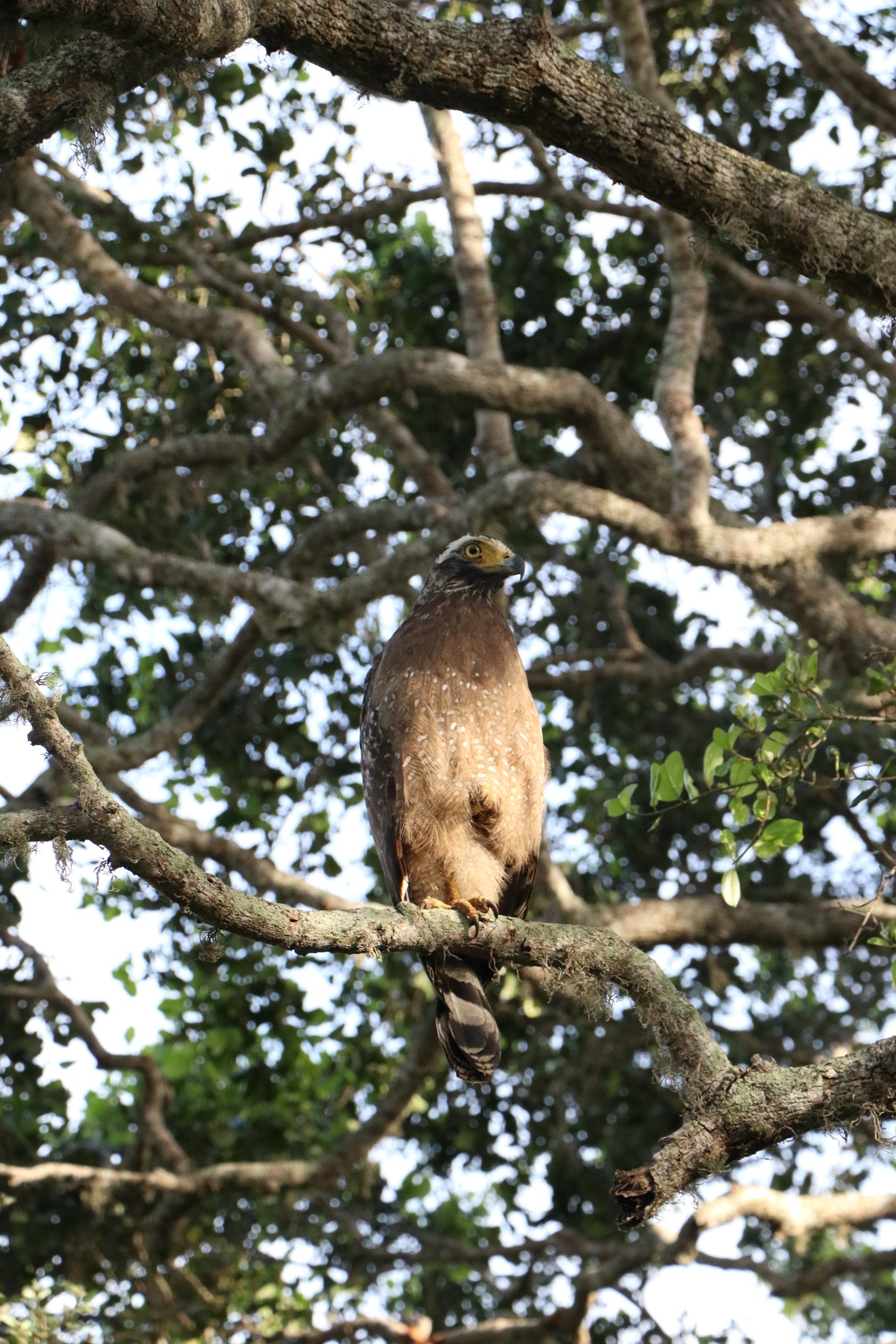 Bundala National Park