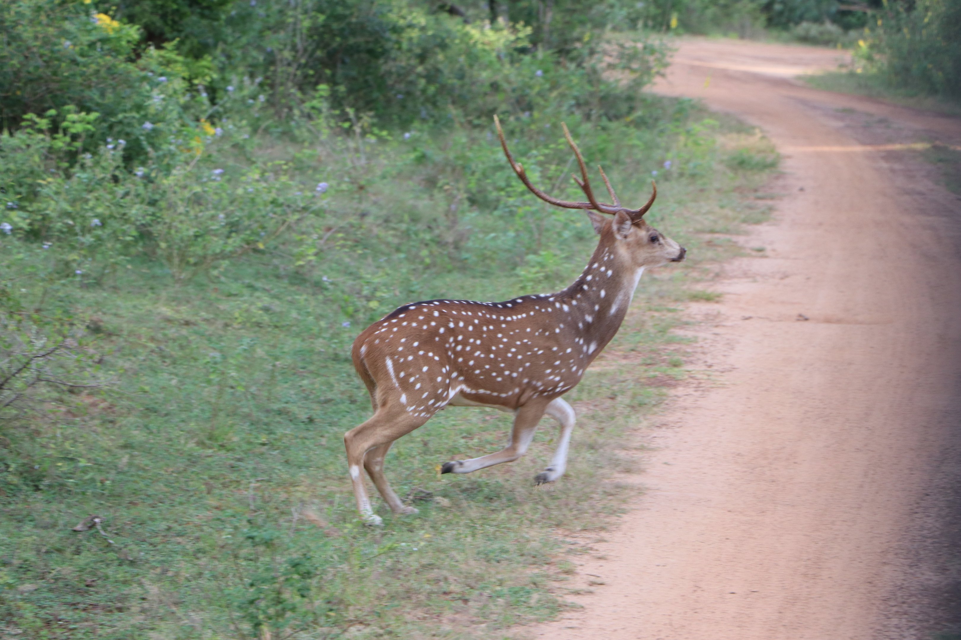 Bundala National Park