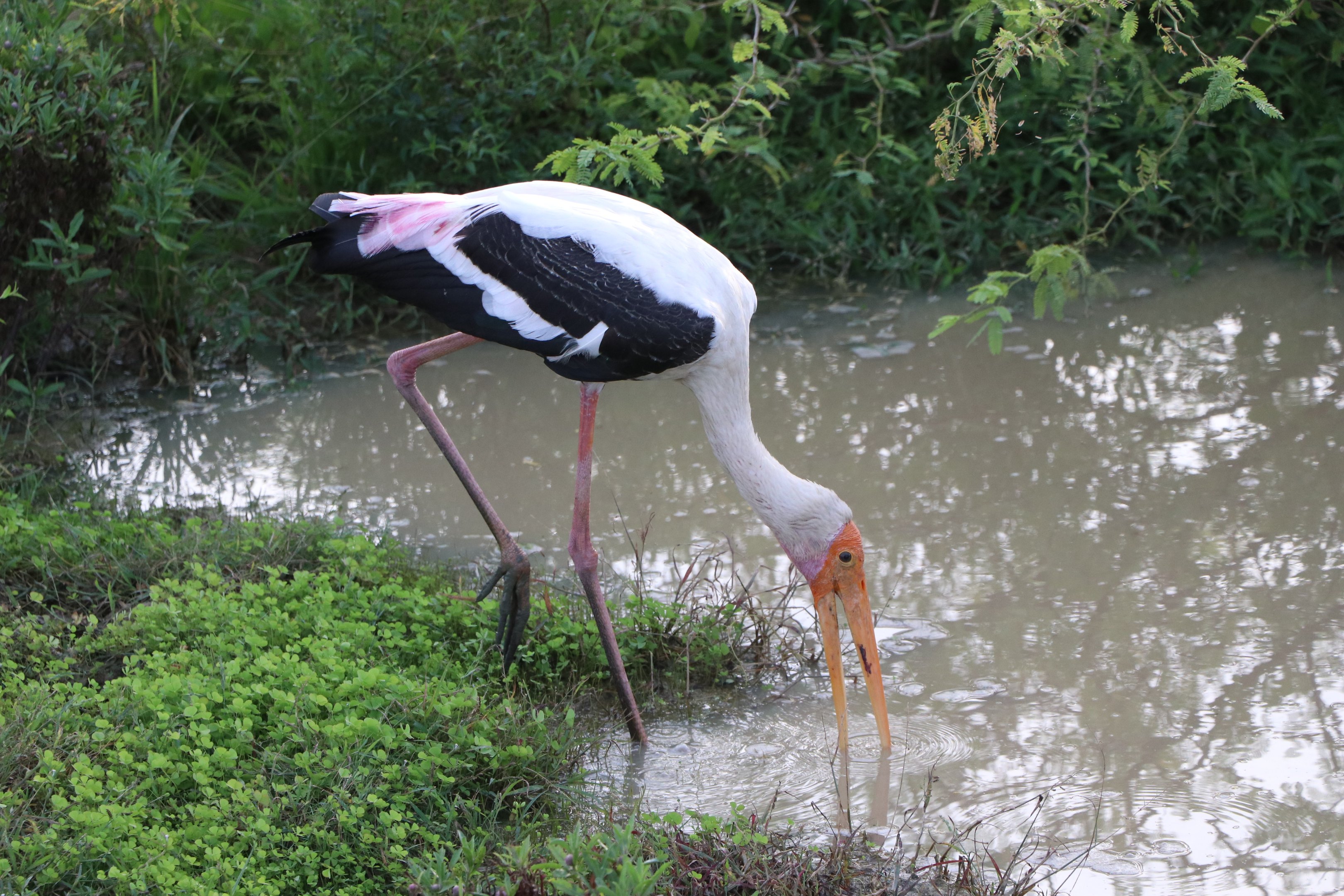 Bundala National Park