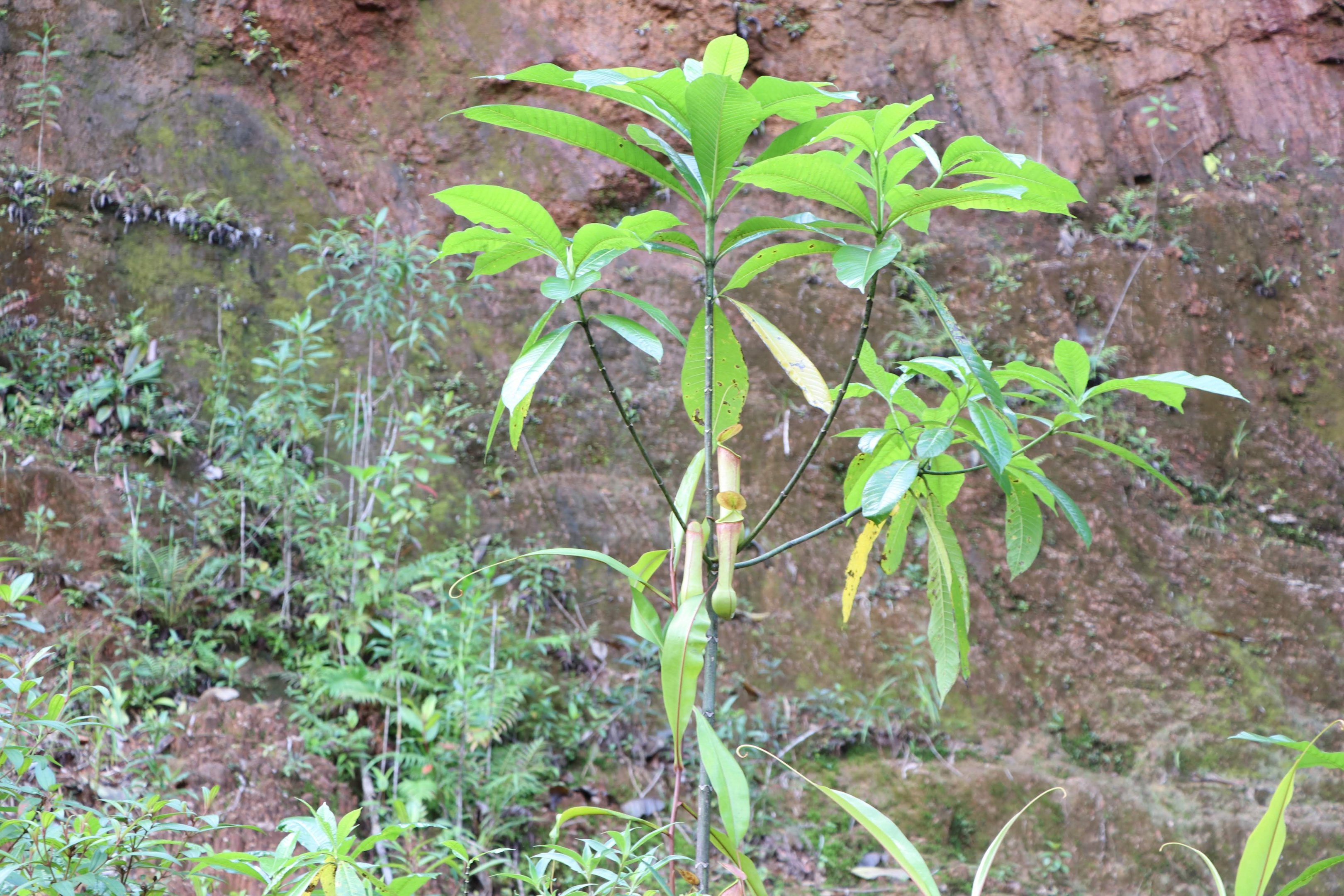 Sinharaja Forest Reserve