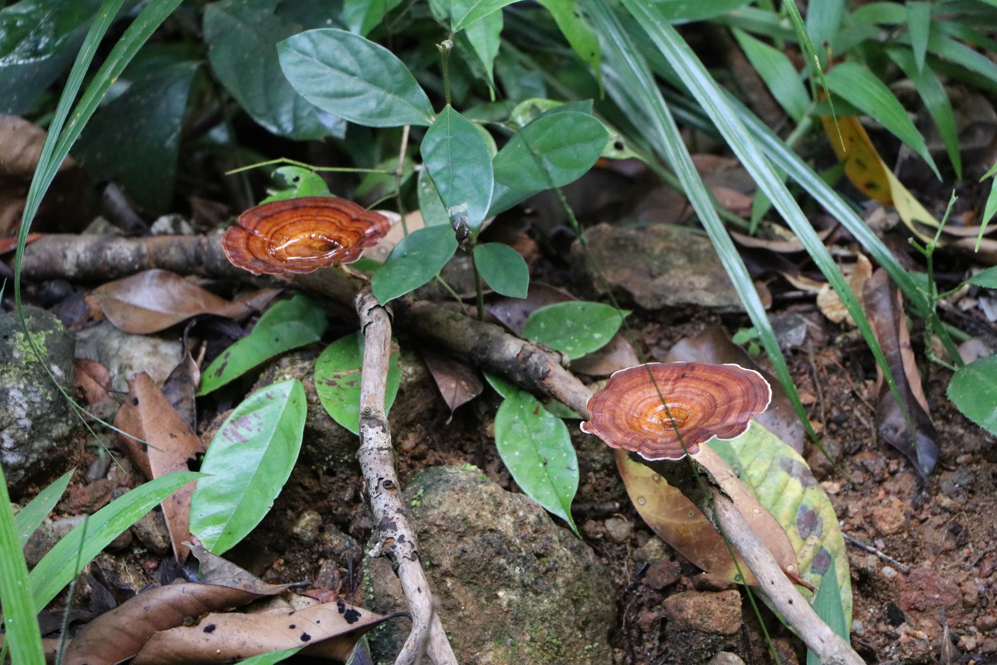 Sinharaja Forest Reserve
