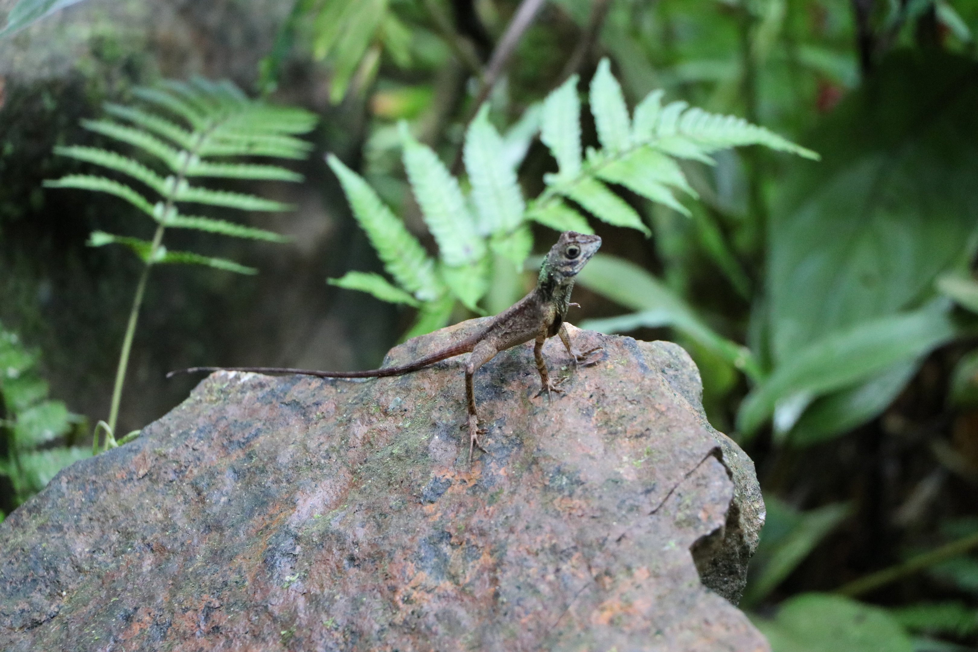 Sinharaja Forest Reserve