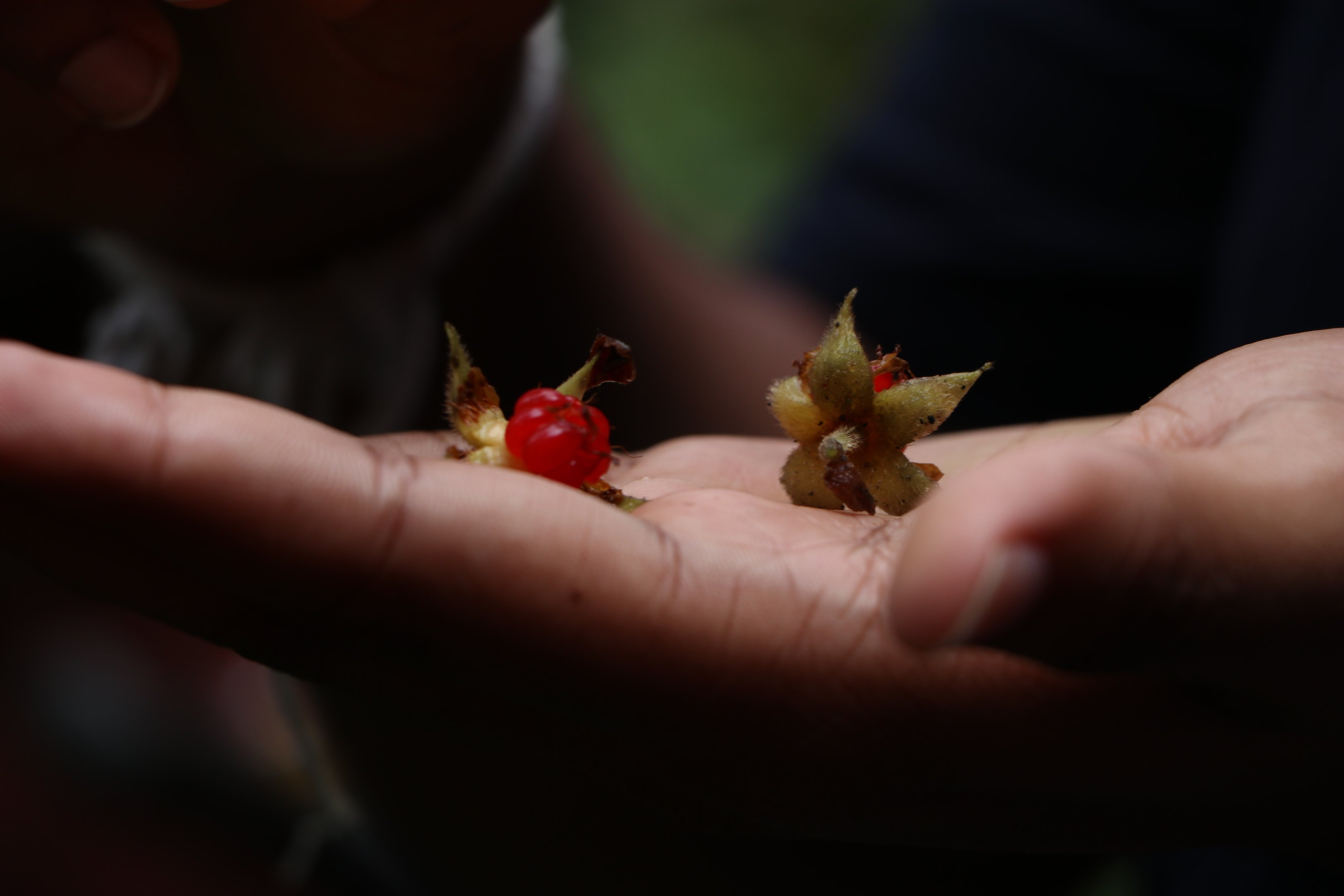 Sinharaja Forest Reserve