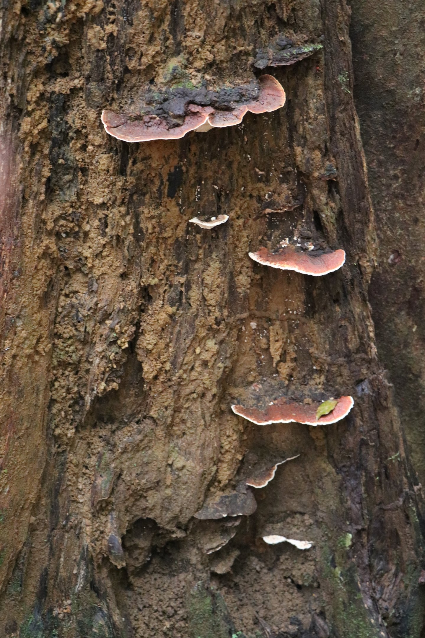 Sinharaja Forest Reserve