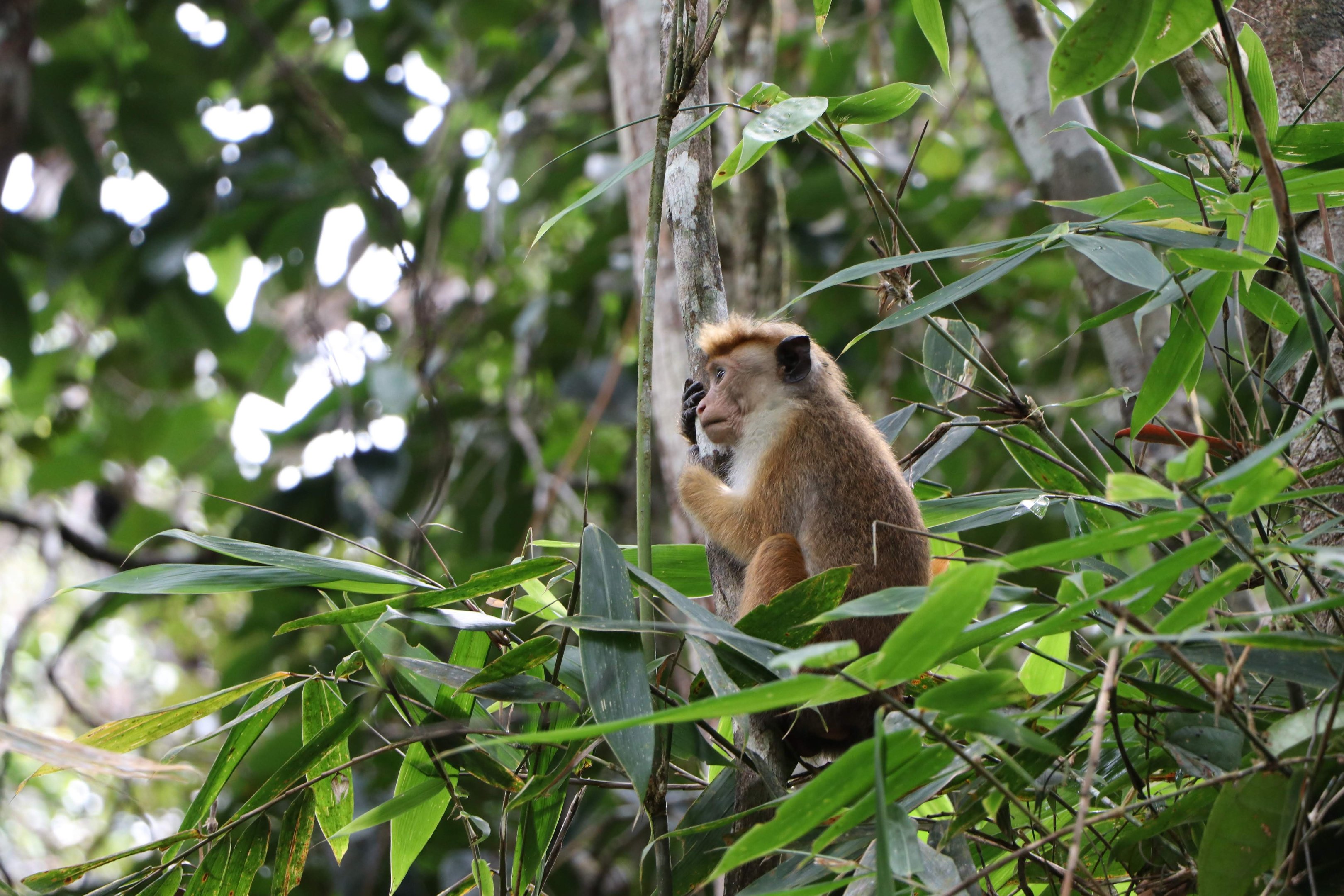 Wildlife in Sinharaja Forest