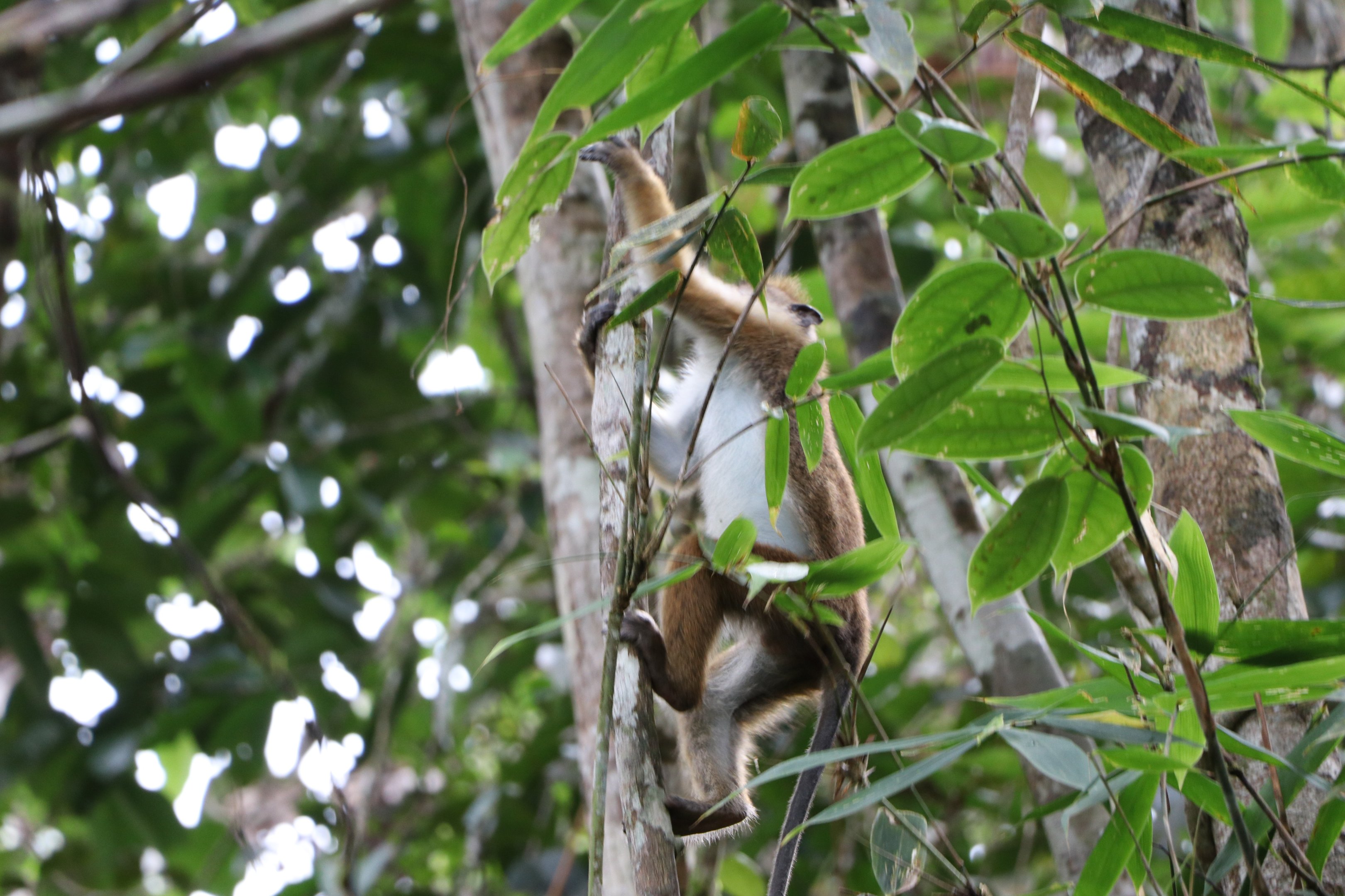 Sinharaja Forest Reserve