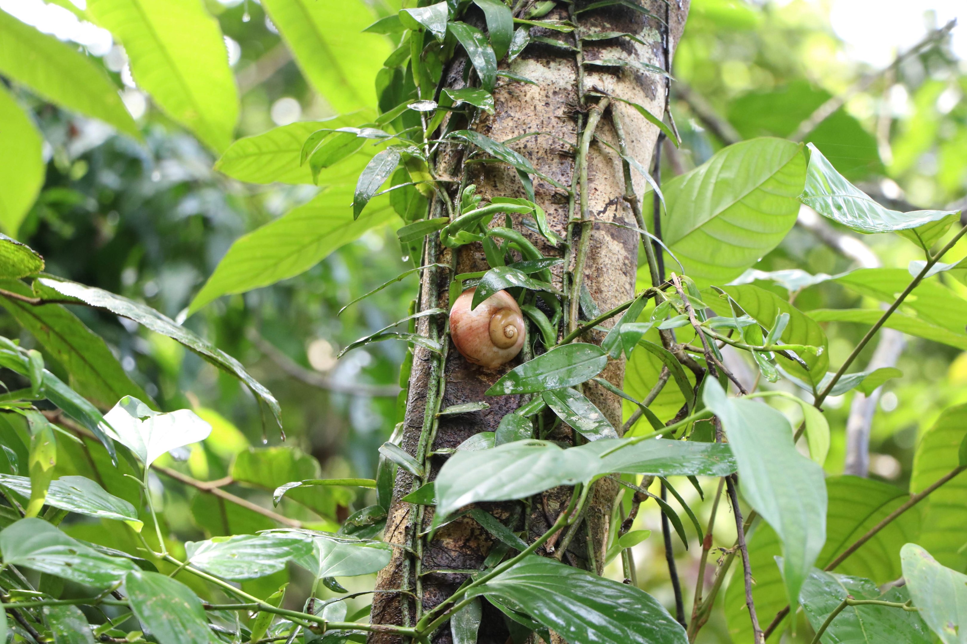 Sinharaja Forest Reserve