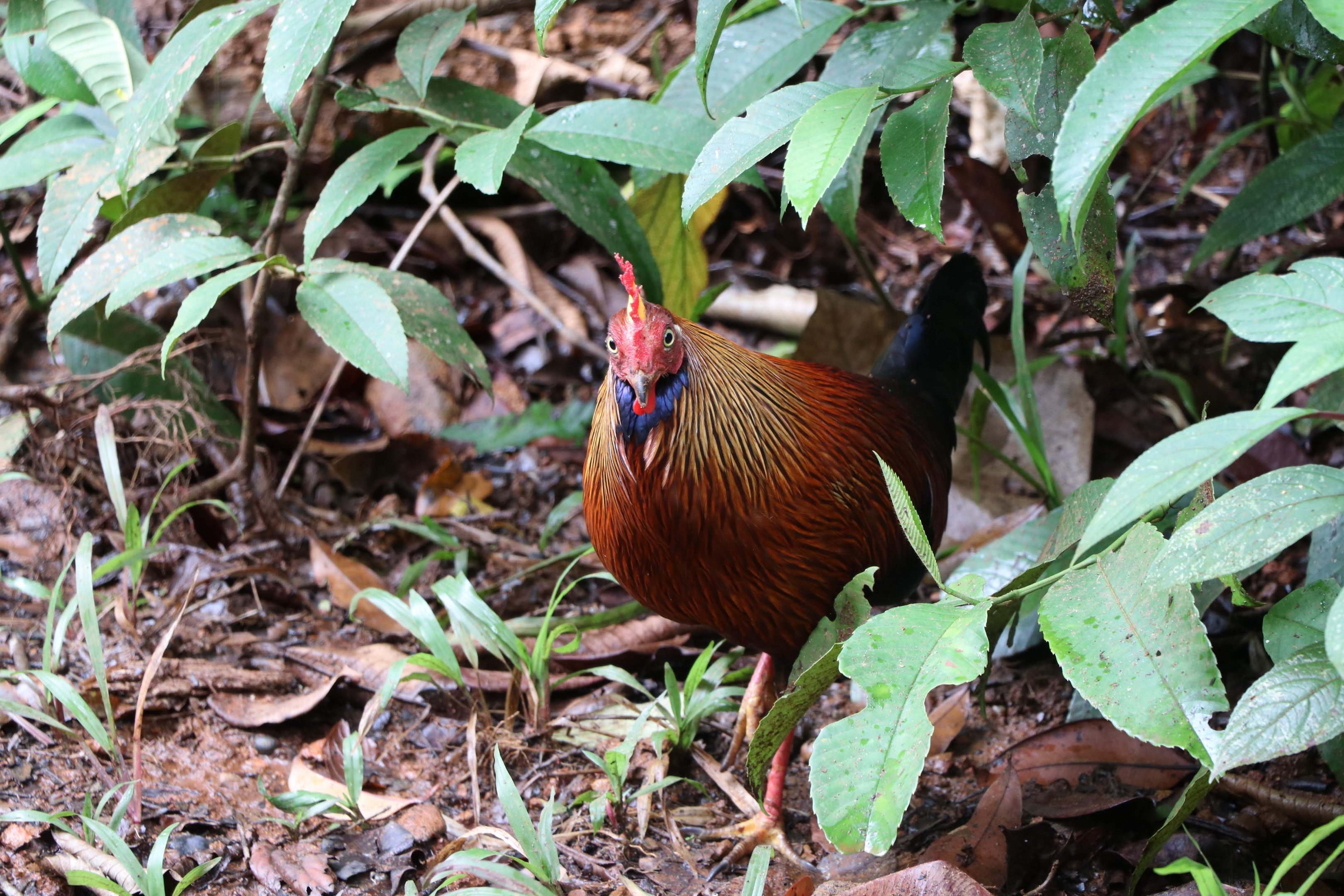 Sinharaja Forest Reserve